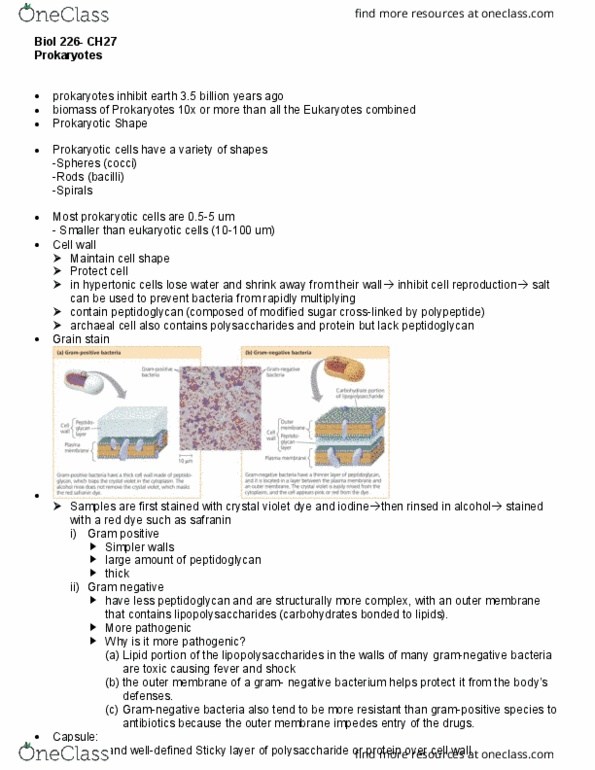 BIOL 226 Lecture Notes - Lecture 7: Pilipili, Crystal Violet, Gram-Negative Bacteria thumbnail