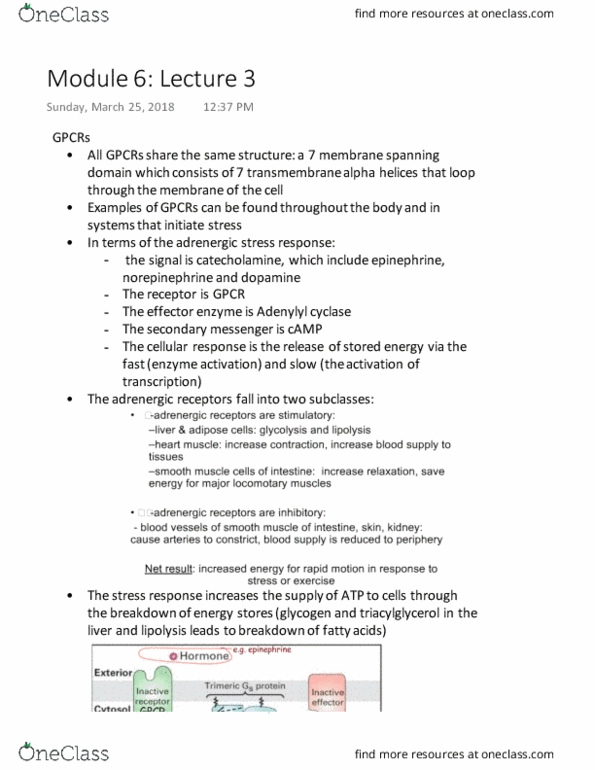 BIOLOGY 2B03 Lecture Notes - Lecture 14: Adenylyl Cyclase, Alpha Helix, Second Messenger System thumbnail