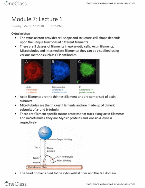 BIOLOGY 2B03 Lecture Notes - Lecture 15: Atp Hydrolysis, Dynein, Kinesin thumbnail