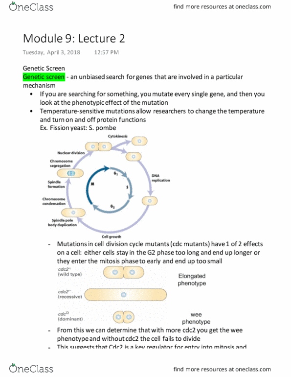BIOLOGY 2B03 Lecture Notes - Lecture 20: Schizosaccharomyces Pombe, Genetic Screen, G2 Phase thumbnail