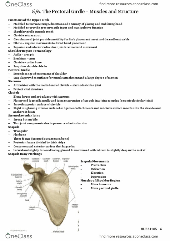 HUBS1105 Lecture Notes - Lecture 5: Shoulder Girdle, Sternoclavicular Joint, Shoulder Joint thumbnail