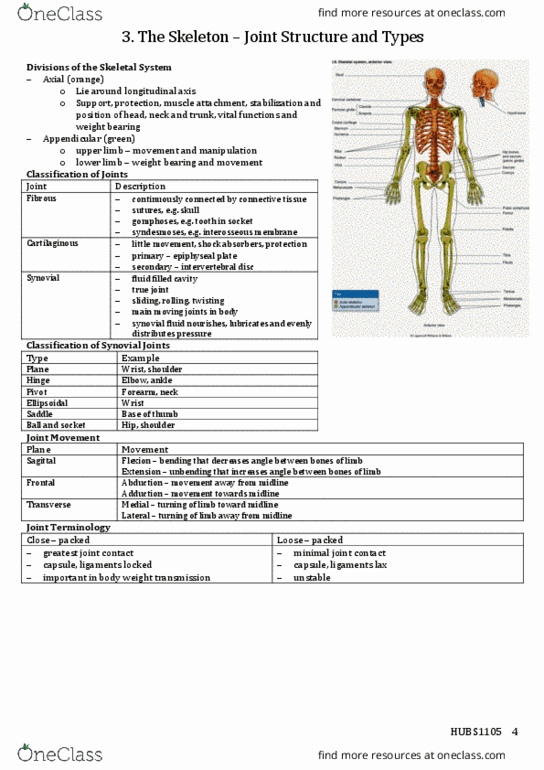 HUBS1105 Lecture Notes - Lecture 3: Synovial Fluid, Epiphyseal Plate, Weight-Bearing thumbnail