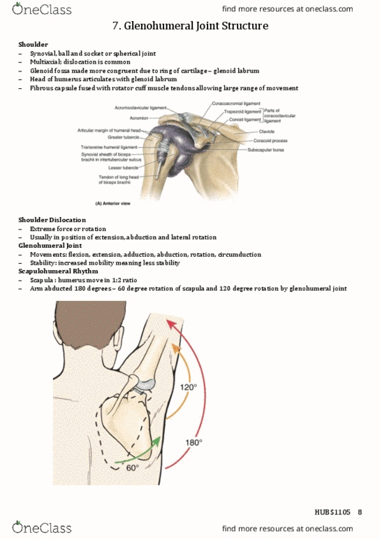 HUBS1105 Lecture Notes - Lecture 7: Glenoid Labrum, Shoulder Joint, Ball Joint thumbnail