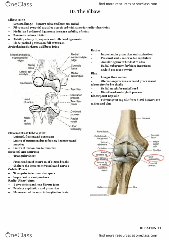 HUBS1105 Lecture Notes - Lecture 10: Radial Tuberosity, Biceps, Fibrous Joint thumbnail