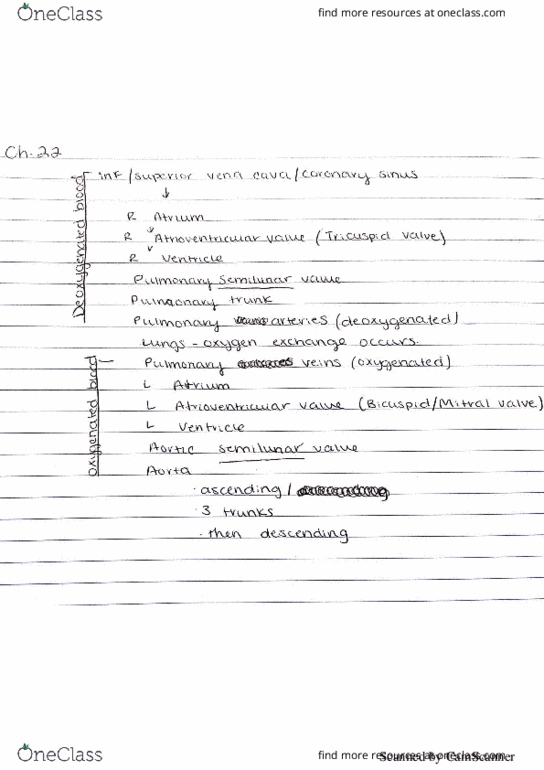 BIOL 2234 Lecture 1: Blood flow thumbnail