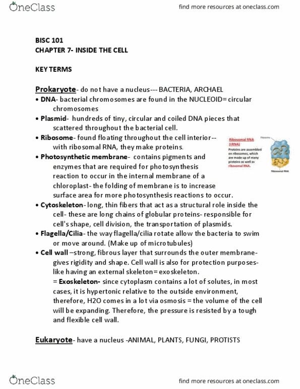 BISC 101 Chapter Notes - Chapter 7: Cell Wall, Plasmid, Plant Cell thumbnail