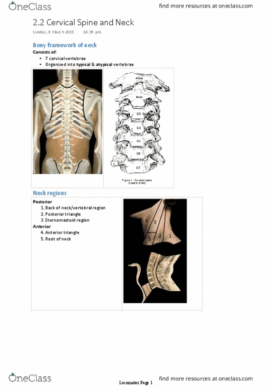 ANAT30007 Lecture Notes - Lecture 5: Cervical Vertebrae, Internal Jugular Vein, Cricoid Cartilage thumbnail
