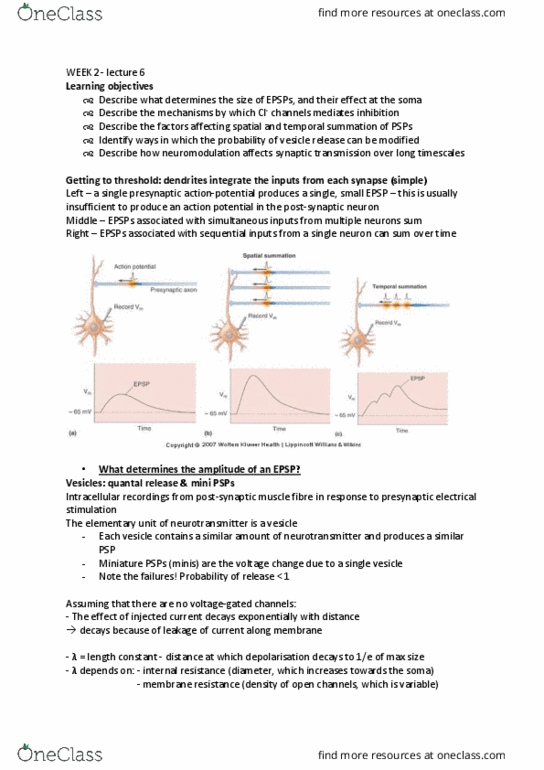 BMS1052 Lecture Notes - Lecture 6: Depolarization, Internal Resistance, Myocyte thumbnail