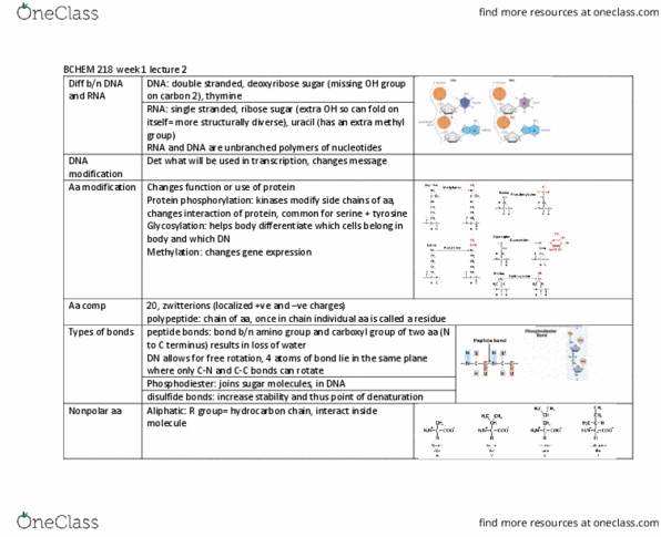 BCHM 218 Lecture Notes - Lecture 2: Methyl Group, Carboxylic Acid, Glycosylation thumbnail