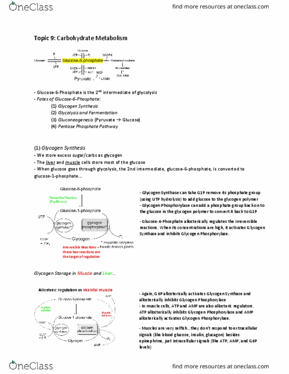 Biochemistry 2280A Lecture Notes - Lecture 9: Glycogen Phosphorylase, Glycogen Synthase, Glycogen thumbnail