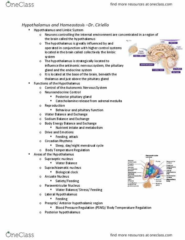 Physiology 2130 Lecture Notes - Lecture 10: Supraoptic Nucleus, Paraventricular Nucleus Of Hypothalamus, Posterior Pituitary thumbnail