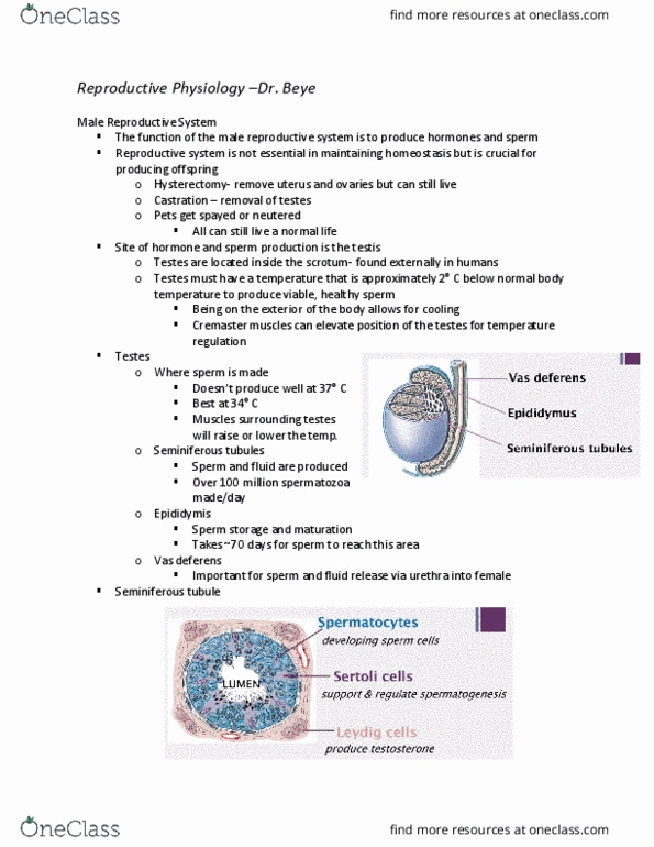 Physiology 2130 Lecture Notes - Lecture 9: Vas Deferens, Male Reproductive System, Seminiferous Tubule thumbnail