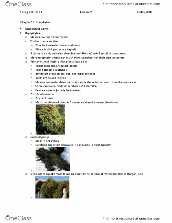BIOL 2P93 Lecture Notes - Lecture 3: Polysporangiophyte, Motility, Xylem thumbnail