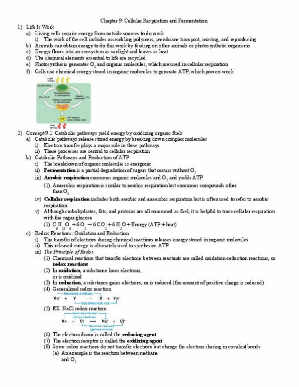 BIO 311C Lecture 9: Ch 9 Notes thumbnail