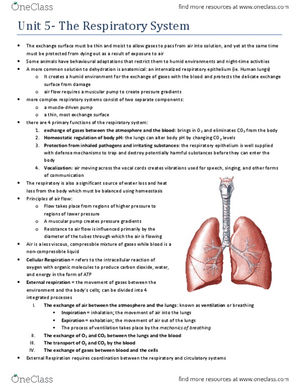 BIOL273 Chapter : BIOL 273 - Unit 5- Respiratory System thumbnail