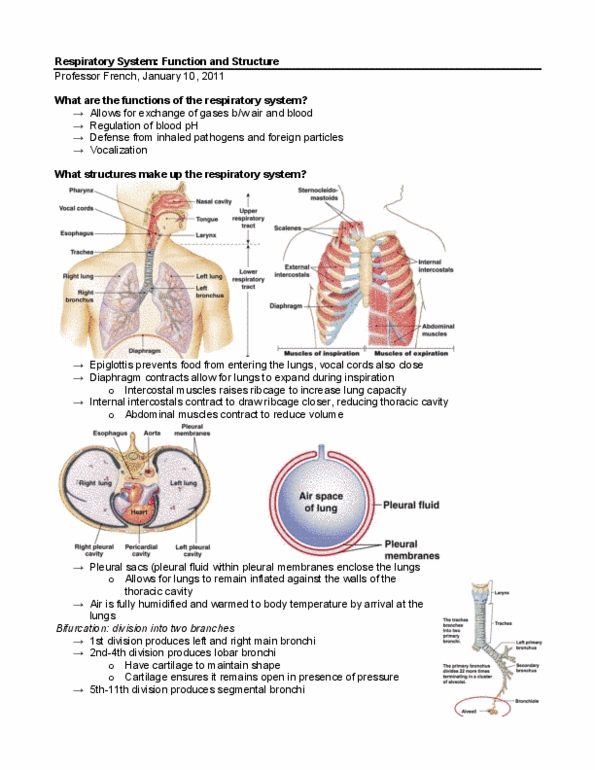 PSL201Y1 Lecture Notes - Pulmonary Vein, Pulmonary Artery, Thoracic Cavity thumbnail