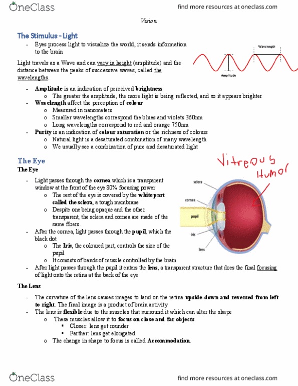 PSYCH 1XX3 Lecture Notes - Lecture 12: Sclera, Occipital Lobe, Optic Disc thumbnail