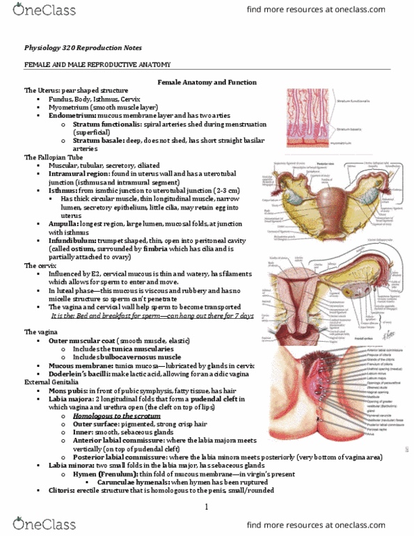 THEA 101 Lecture Notes - Lecture 4: Laparotomy, Stroke Volume, Spermatid thumbnail