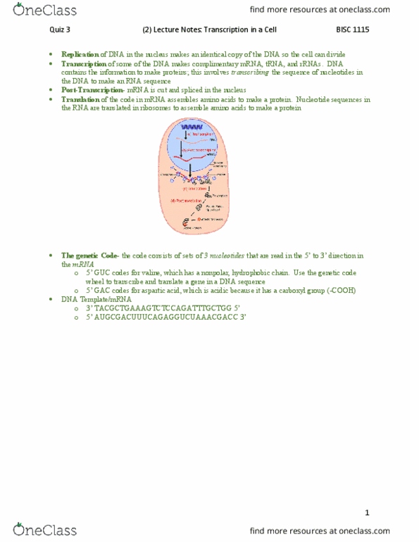 BISC 1112 Lecture Notes - Lecture 2: Transfer Rna, Valine thumbnail