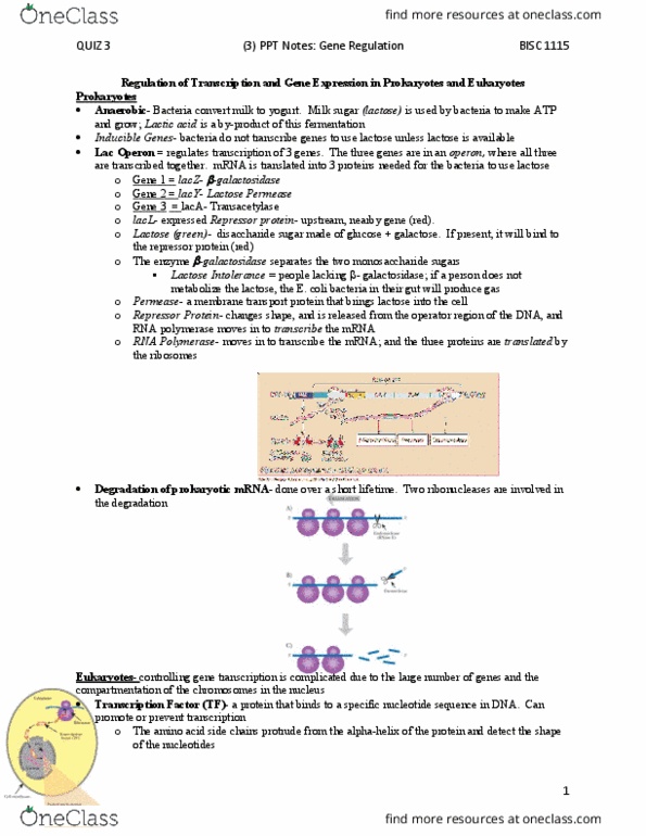 BISC 1112 Lecture Notes - Lecture 3: Prokaryote, Galactose, Muscle Hypertrophy thumbnail