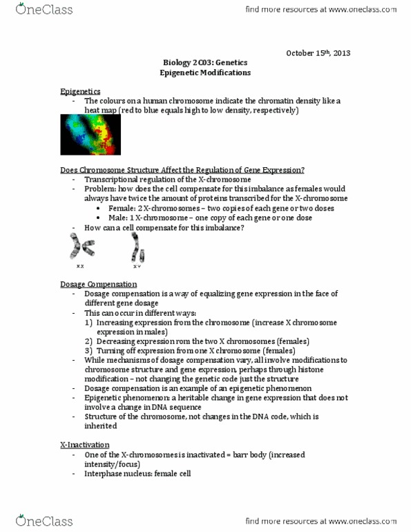 BIOLOGY 2C03 Lecture Notes - Susumu Ohno, Hypohidrotic Ectodermal Dysplasia, Repressor thumbnail