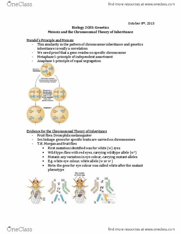 BIOLOGY 2C03 Lecture Notes - Homologous Recombination, Aneuploidy, Trisomy thumbnail