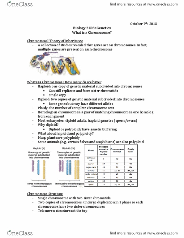 BIOLOGY 2C03 Lecture Notes - Polyploid, Euchromatin, Homologous Chromosome thumbnail