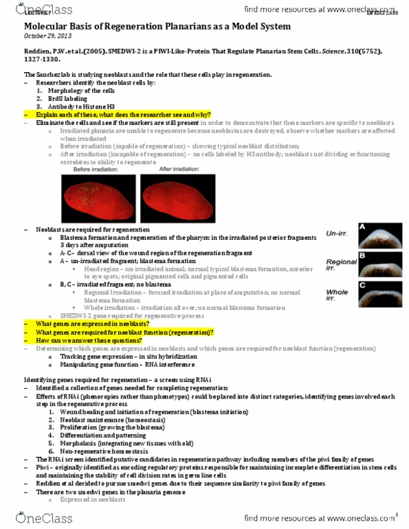 LIFESCI 2A03 Lecture Notes - Lecture 7: In Situ Hybridization, Mitosis, Null Hypothesis thumbnail