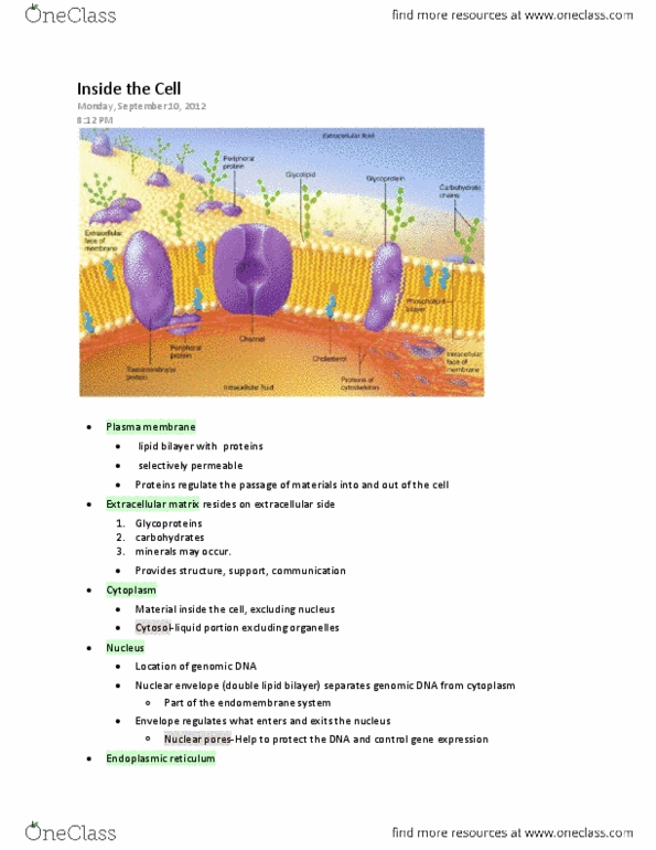BIOL 230W Lecture Notes - Starch, Nuclear Membrane, Microtubule thumbnail