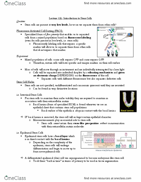 CSB329H1 Lecture Notes - Lecture 1: Degenerative Disease, Hepatocyte, Flow Cytometry thumbnail