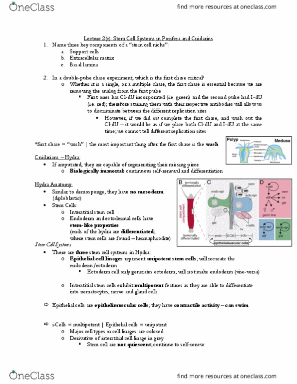 CSB329H1 Lecture Notes - Lecture 2: Endoderm, Cnidocyte, Subsequence thumbnail