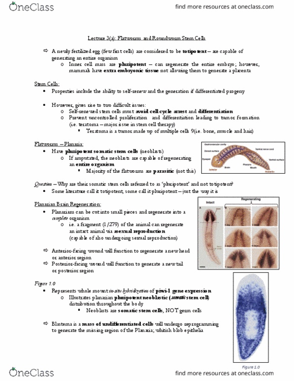 CSB329H1 Lecture Notes - Lecture 3: Planarian, Spermatozoon, Development Of The Gonads thumbnail