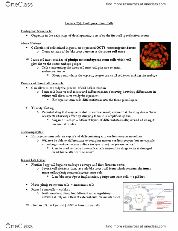 CSB329H1 Lecture Notes - Lecture 7: Inner Cell Mass, Cytokine, Endoderm thumbnail