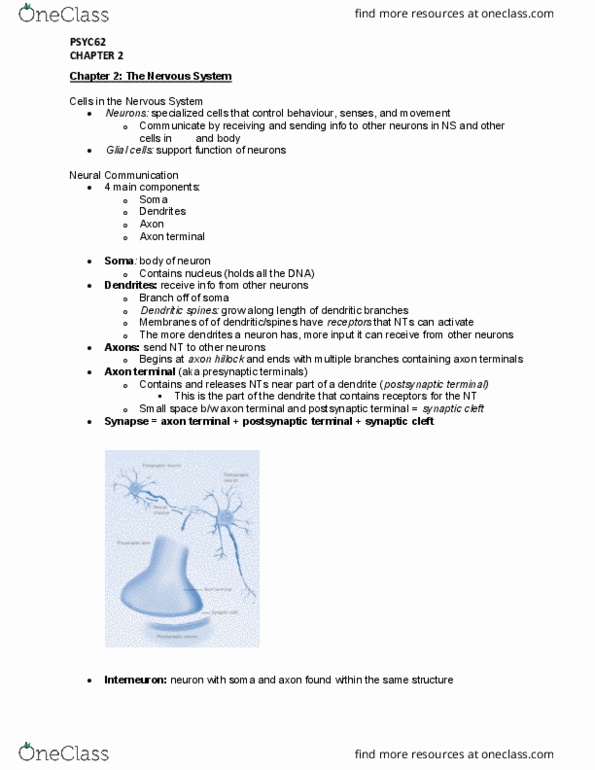 PSYC62H3 Chapter Notes - Chapter 2: Central Nervous System, Hindbrain, Frontal Lobe thumbnail