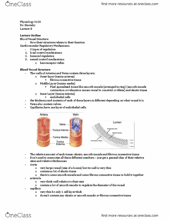 Physiology 3120 Lecture Notes - Lecture 8: Homeostasis, Vasoconstriction, Baroreflex thumbnail