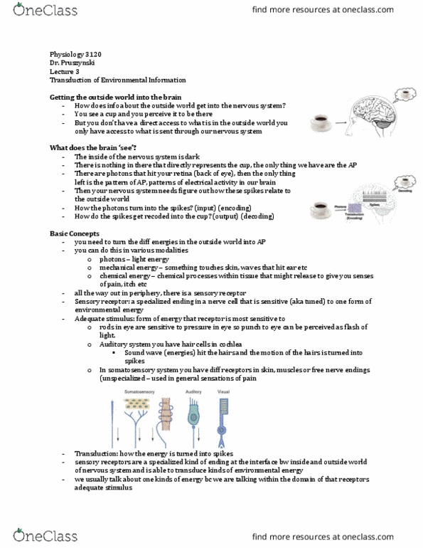 Physiology 3120 Lecture 3: Neuro1 thumbnail