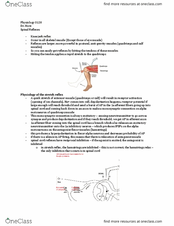 Physiology 3120 Lecture Notes - Lecture 2: Anti-Gravity, Vestibular Nuclei, Quadriceps Femoris Muscle thumbnail