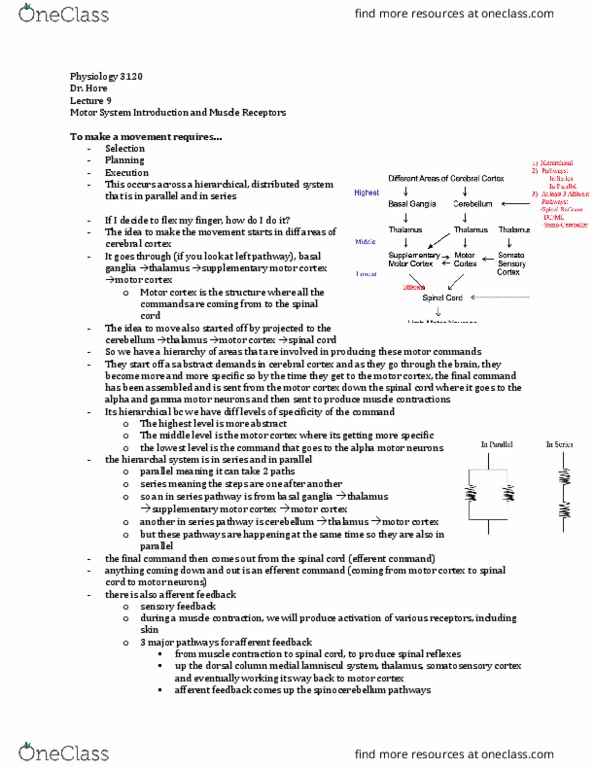 Physiology 3120 Lecture Notes - Lecture 1: Myocyte, Distributed Computing, Stretch Receptor thumbnail