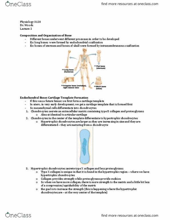 Physiology 3120 Lecture Notes - Lecture 2: Apoptosis, Normal Matrix, Bone Resorption thumbnail