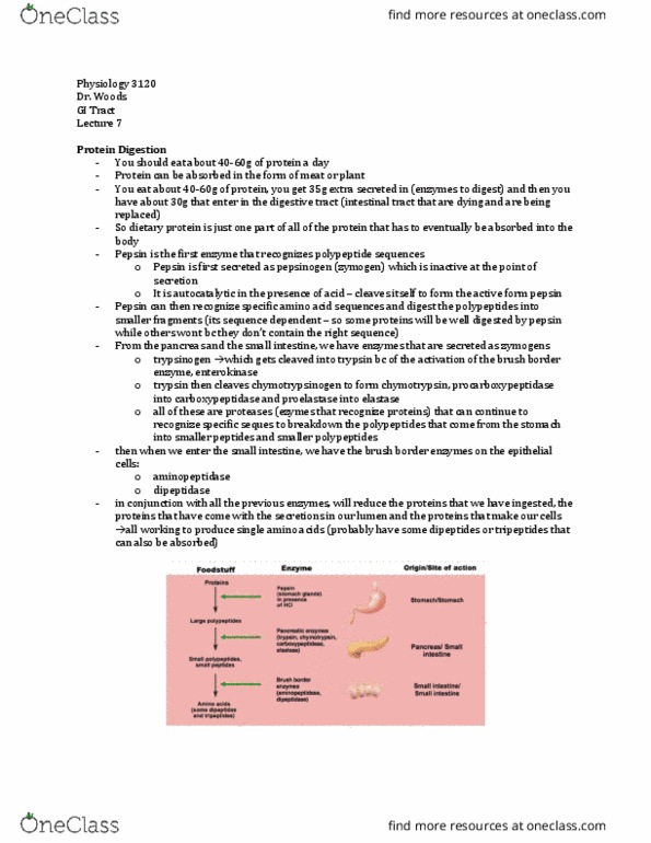 Physiology 3120 Lecture Notes - Lecture 7: Passive Immunity, Cytosol, Pancreatic Lipase Family thumbnail