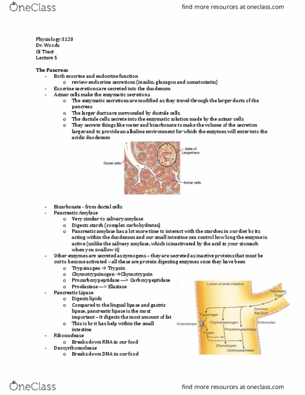 Physiology 3120 Lecture Notes - Lecture 5: Cystic Fibrosis, Tandem Pore Domain Potassium Channel, Pancreatic Lipase Family thumbnail