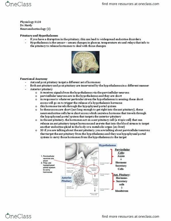Physiology 3120 Lecture Notes - Lecture 2: Gametogenesis, Osteoporosis, Glut4 thumbnail