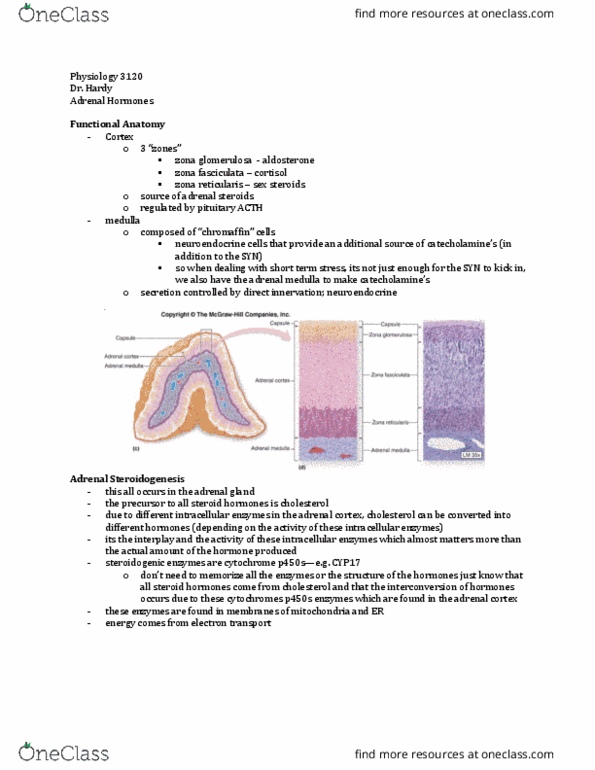 Physiology 3120 Lecture Notes - Lecture 6: Gluconeogenesis, Birth Weight, Corepressor thumbnail