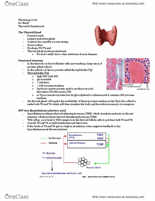 Physiology 3120 Lecture Notes - Lecture 3: Osteoporosis, Transthyretin, Follicular Cell thumbnail