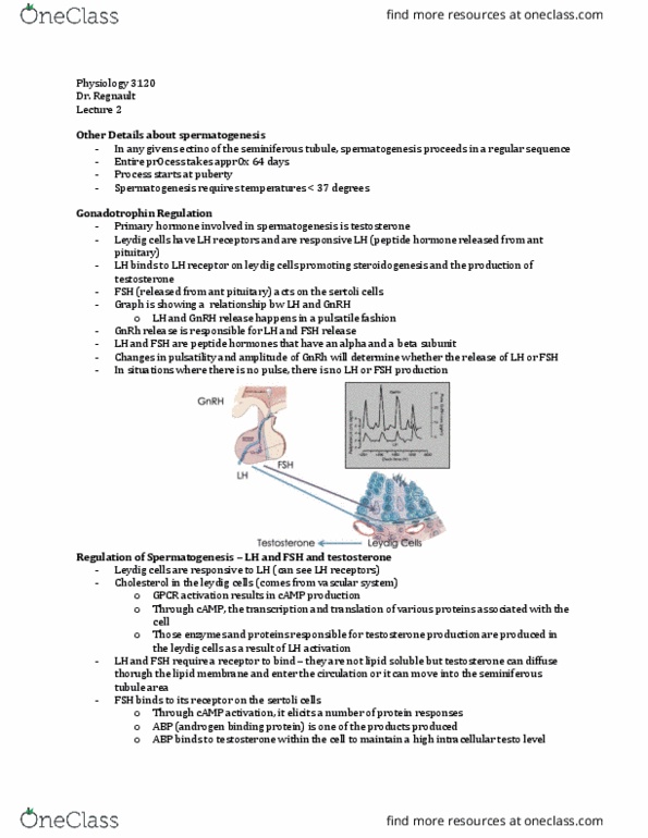 Physiology 3120 Lecture Notes - Lecture 2: Urethra, Prophase, Hypogonadism thumbnail