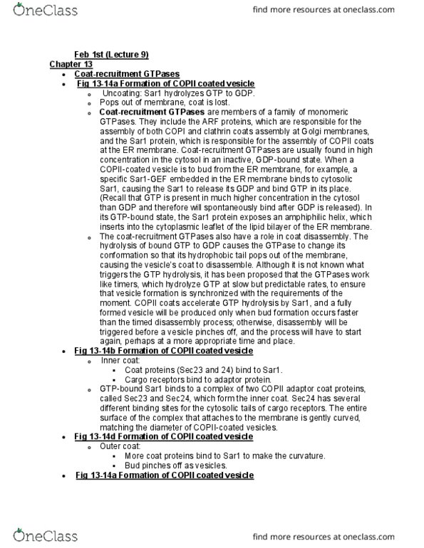 BIOL 2021 Lecture Notes - Lecture 9: Copii, Gtpase, Lipid Bilayer thumbnail