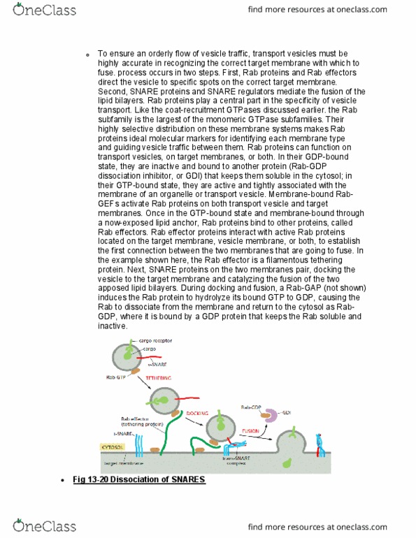BIOL 2021 Lecture Notes - Lecture 9: Lipid-Anchored Protein, Gtpase, Cytosol thumbnail