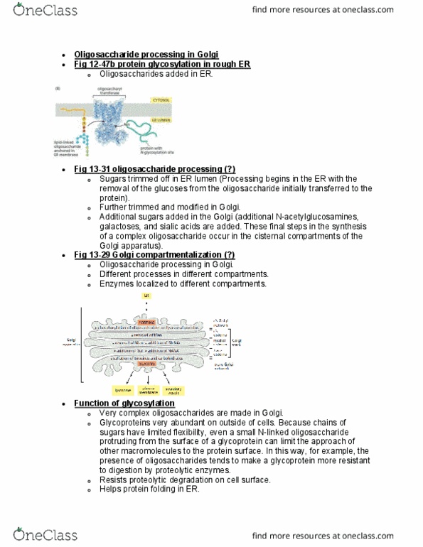 BIOL 2021 Lecture Notes - Lecture 10: Golgi Apparatus, Acid Phosphatase, Oligosaccharide thumbnail
