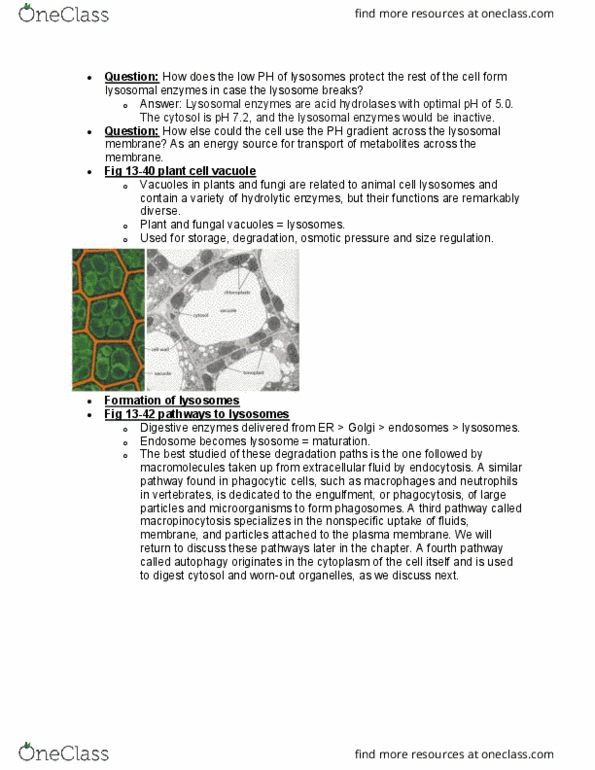 BIOL 2021 Lecture Notes - Lecture 10: Vacuole, Extracellular Fluid, Endosome thumbnail