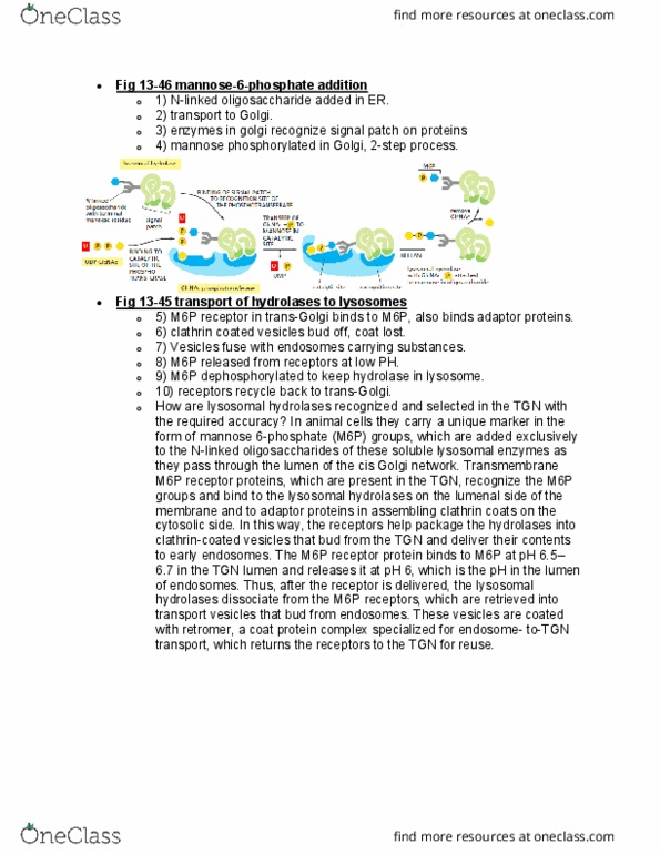 BIOL 2021 Lecture Notes - Lecture 10: Hydrolase, Mannose, Endosome thumbnail